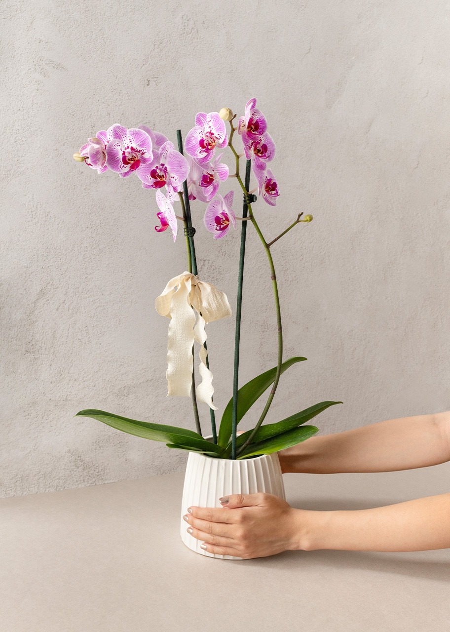 Imagen para Orquídea Jaspeada en Maceta Cerámica - 2