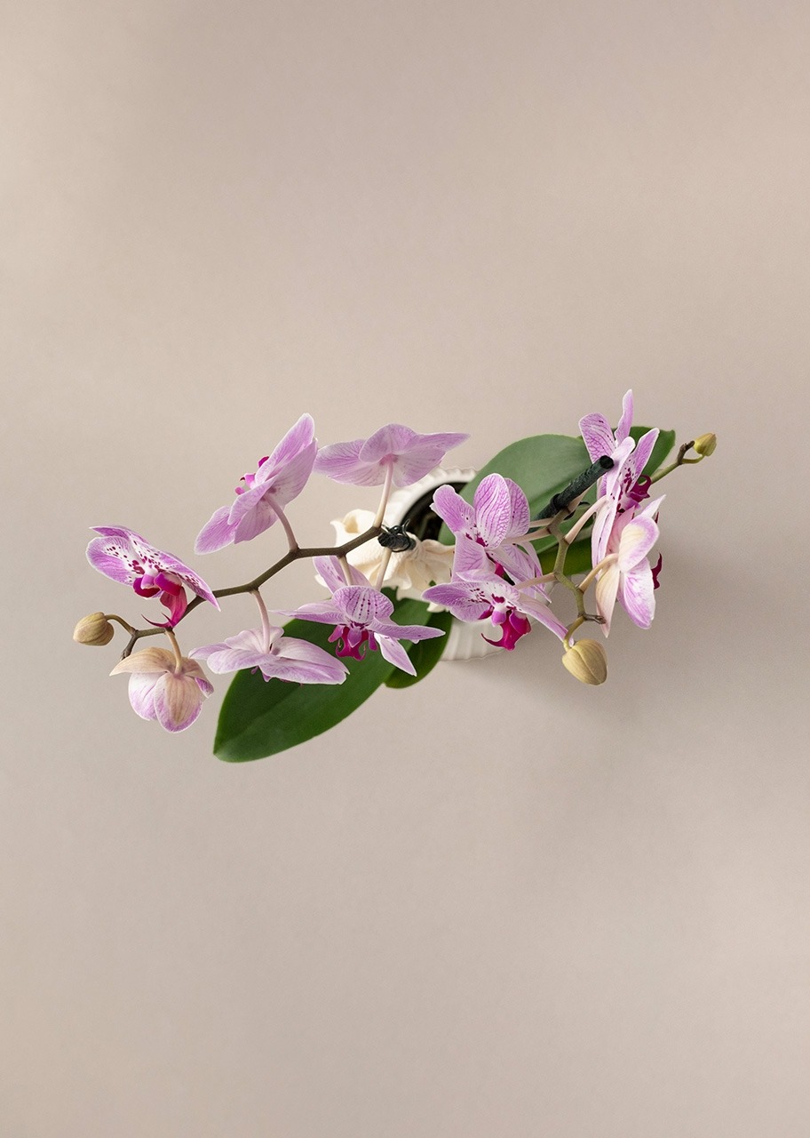Imagen para Orquídea Jaspeada en Maceta Cerámica - 3
