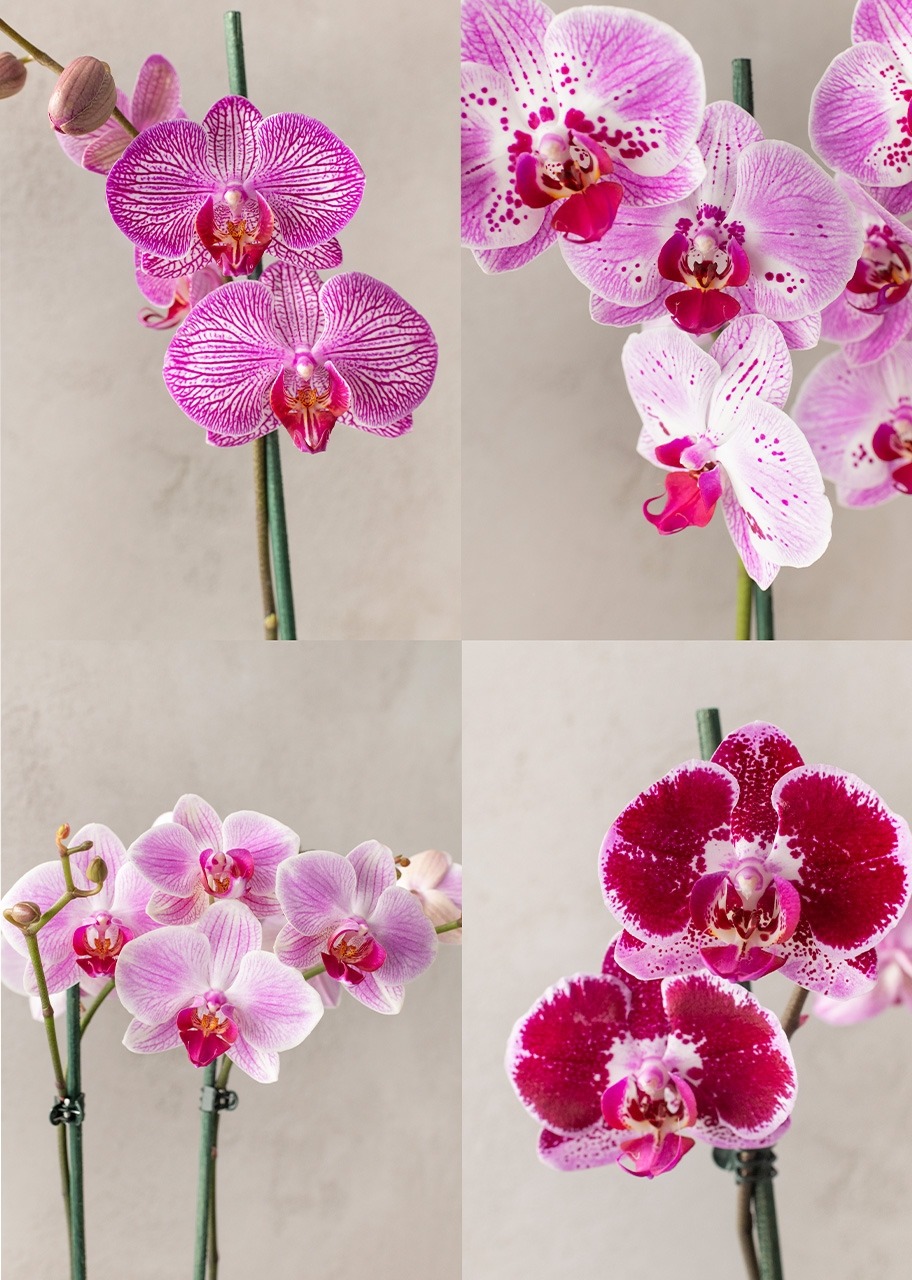 Imagen para Orquídea Jaspeada en Maceta Cerámica - 4