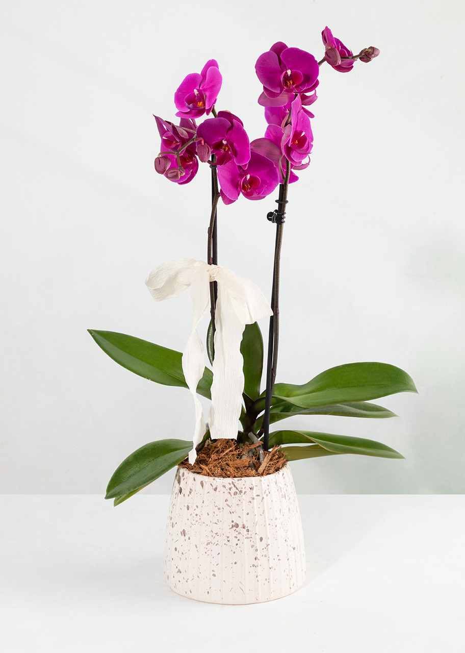 Imagen para Orquídea Morada con Base Blanca - 1