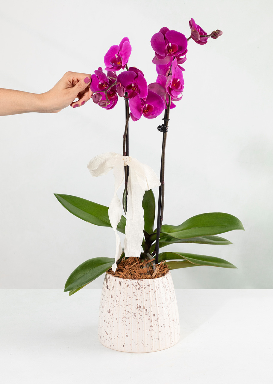 Imagen para Orquídea Morada con Base Blanca - 2