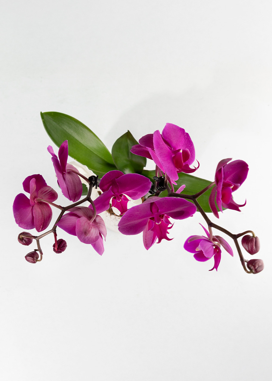 Imagen para Orquídea Morada con Base Blanca - 3