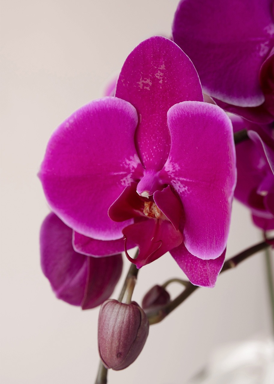 Imagen para Orquídea Morada en Maceta de Cristal - 3