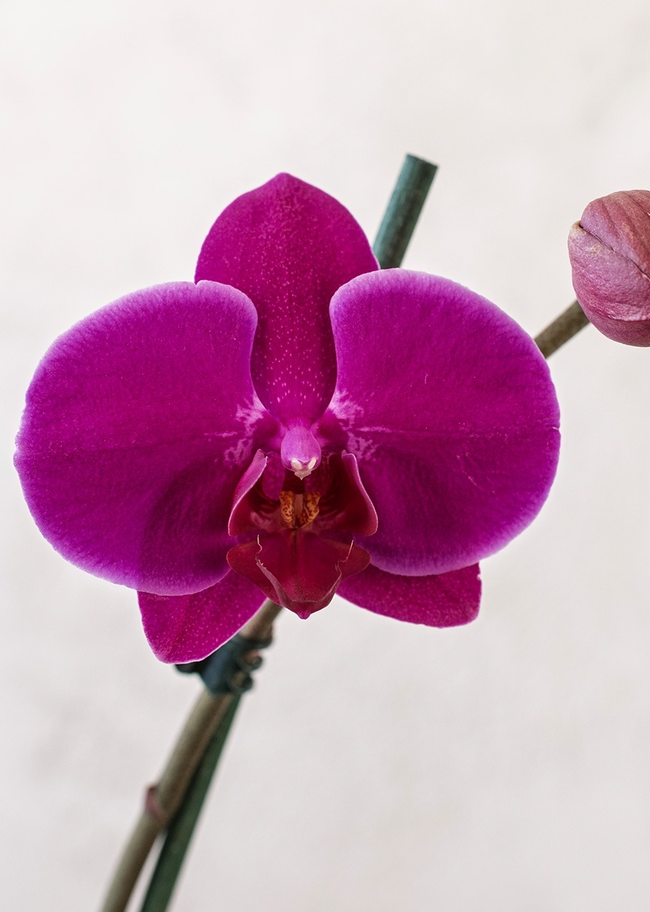 Imagen para Orquídea Morada en Base Cerámica - 4