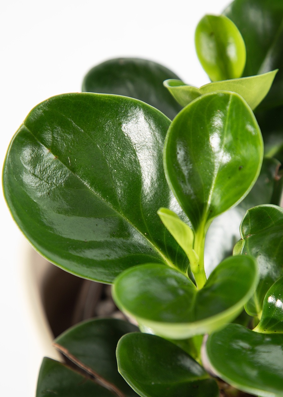 Imagen para Planta del Éxito con Distintivo ''Feliz Cumpleaños'' - 5