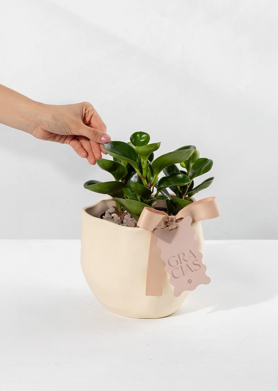 Imagen para Planta del Éxito con Distintivo ''Gracias'' - 2