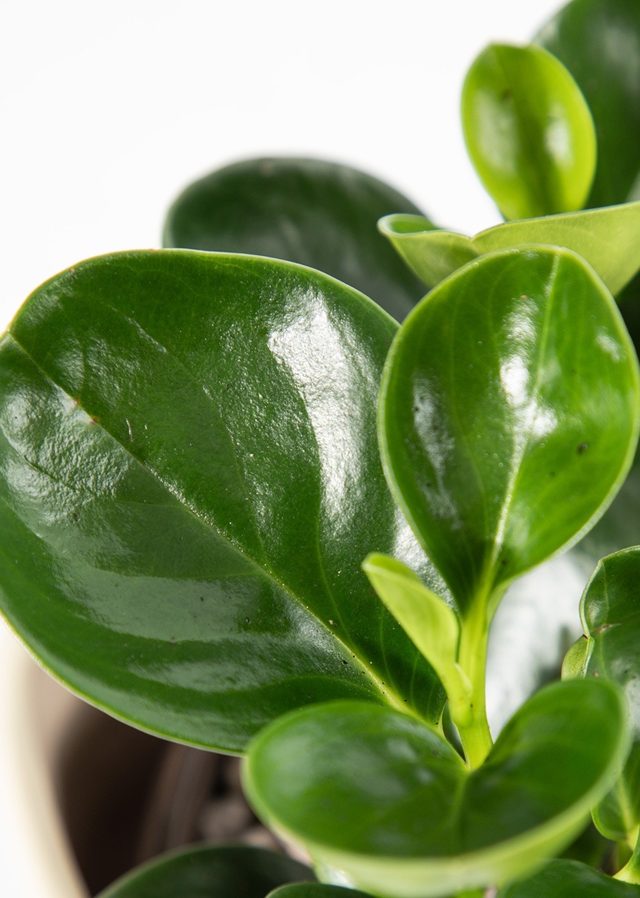 Imagen para Planta del Éxito con Distintivo ''Gracias'' - 5