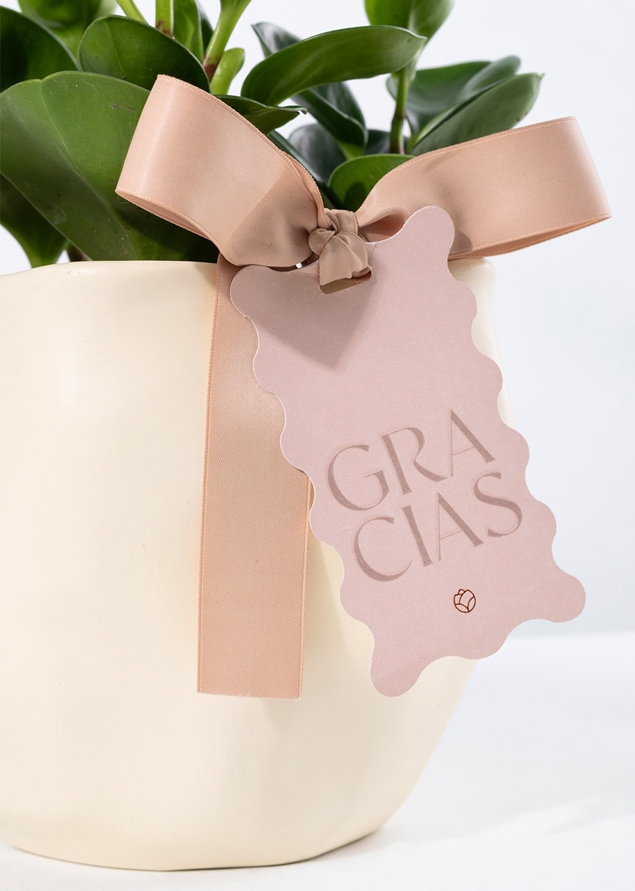 Imagen para Planta del Éxito con Distintivo ''Gracias'' - 3