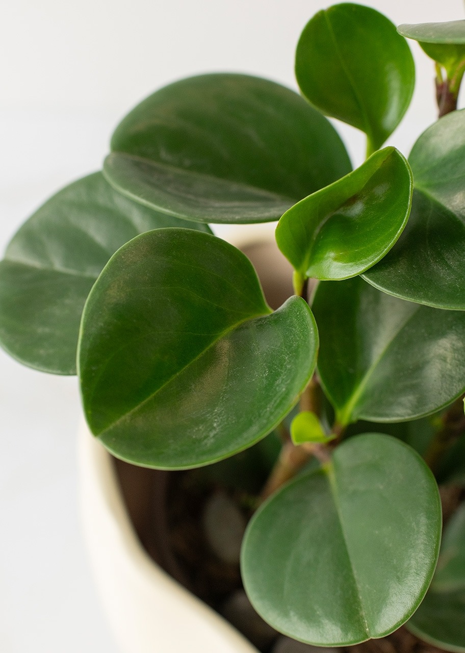 Imagen para Planta del Éxito en Maceta Cerámica - 4