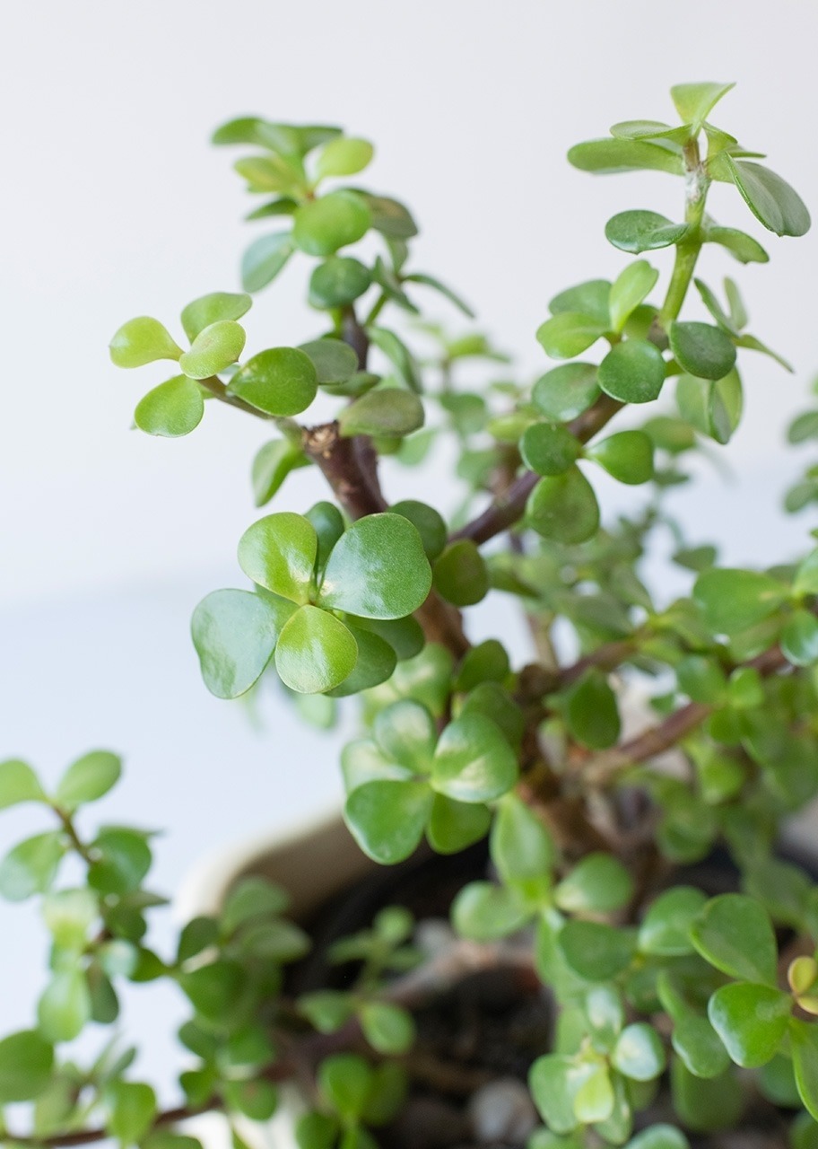 Imagen para Loción Miniso Hombre y Planta con Mini Foto - 2