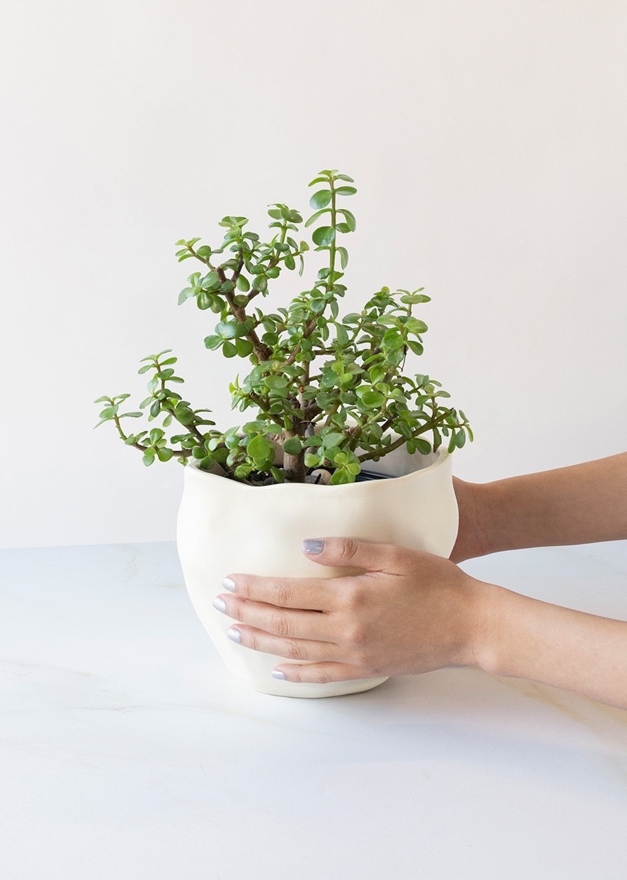 Imagen para Loción Miniso Hombre y Planta con Mini Foto - 5