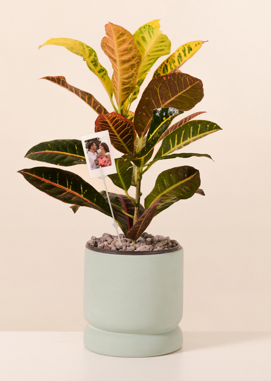 Imagen para Personaliza Planta de la Buena Energía con Polaroid - 1