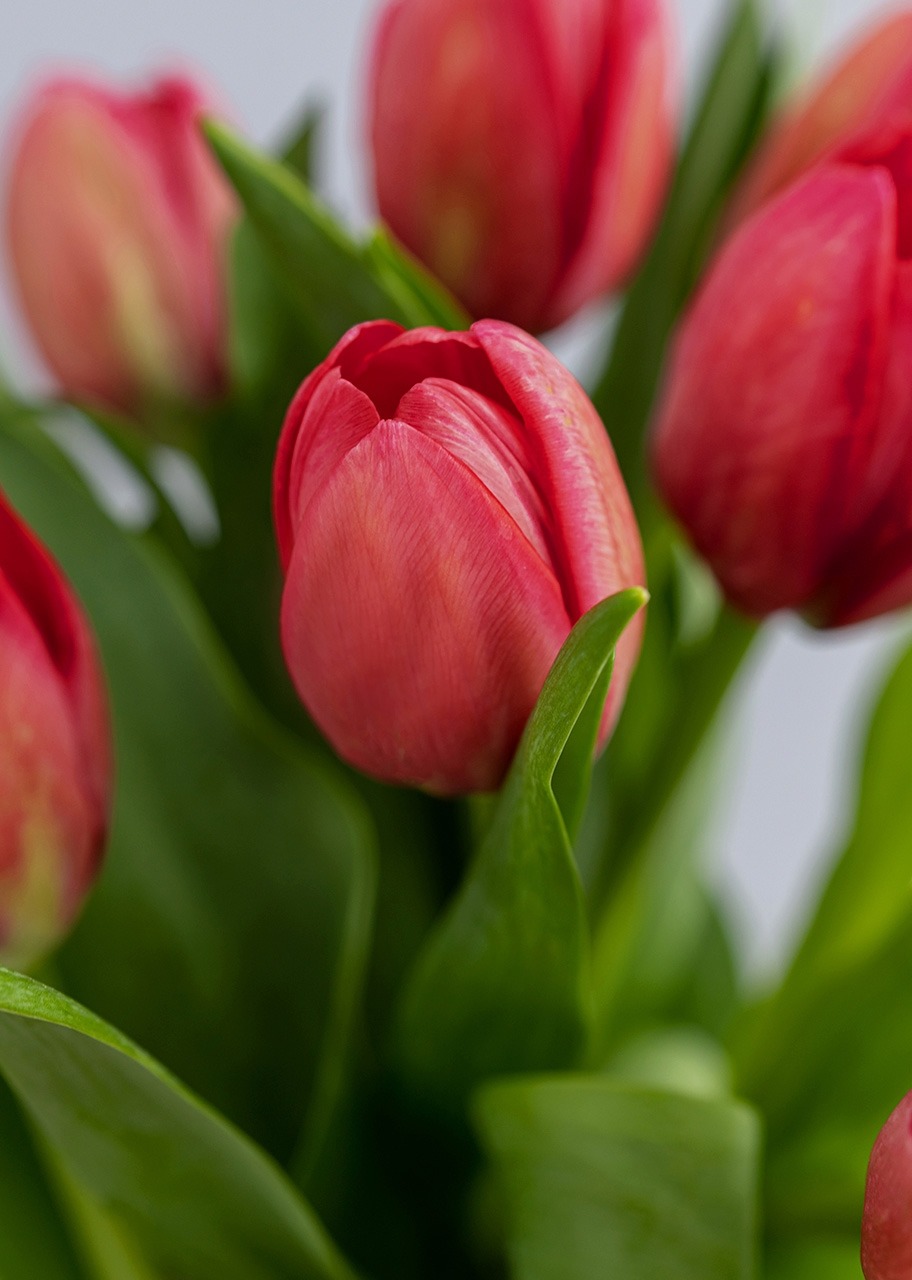 Imagen para Personaliza con Mini Foto 15 Tulipanes Rojos - 2