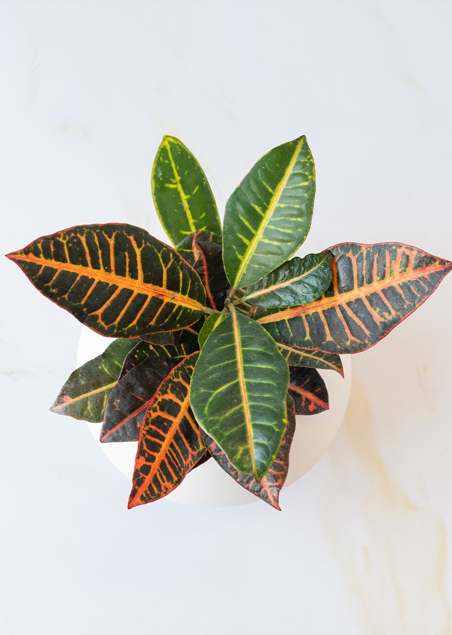 Imagen para Personaliza con Mini Foto Planta de la Buena Energía - 3