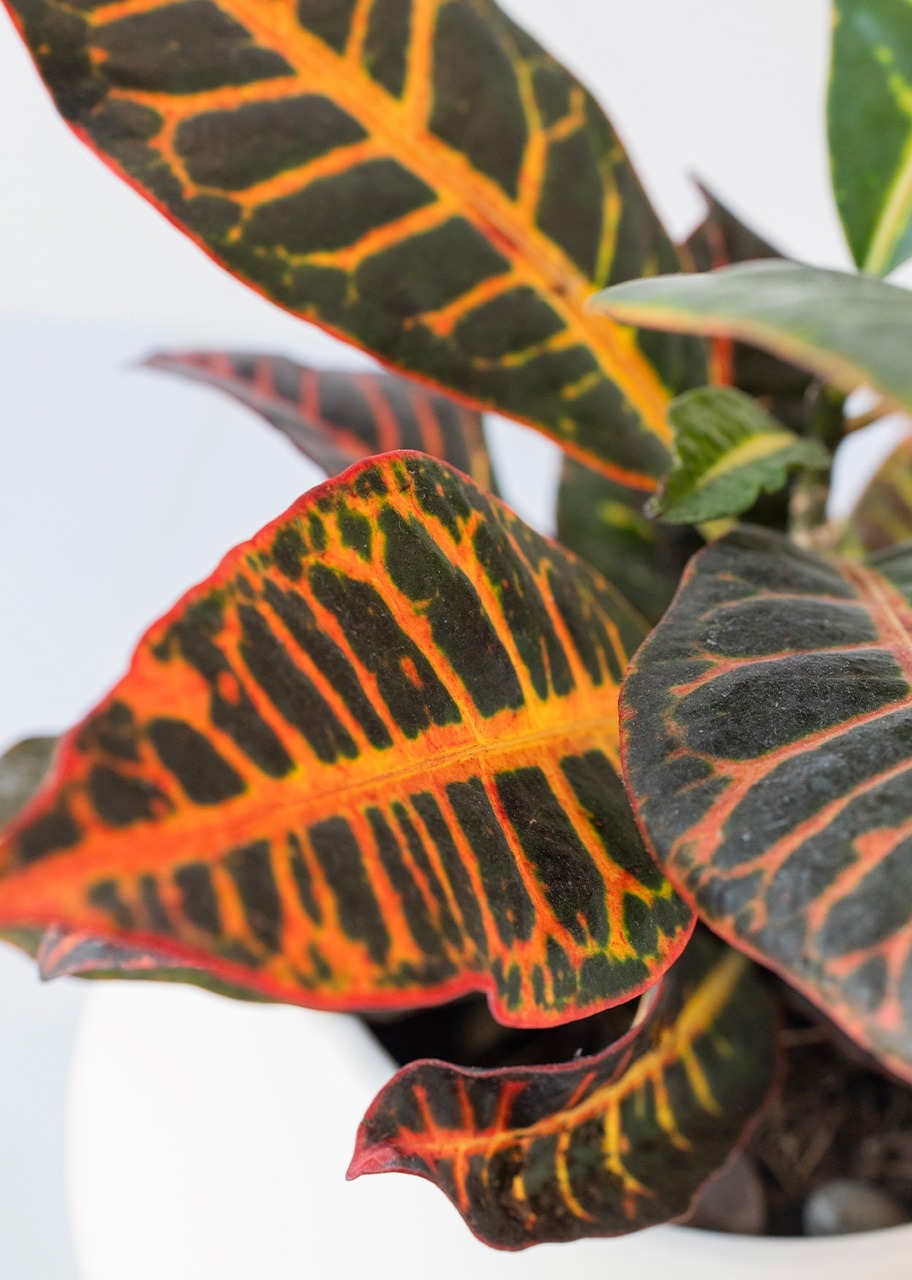 Imagen para Personaliza con Mini Foto Planta de la Buena Energía - 4