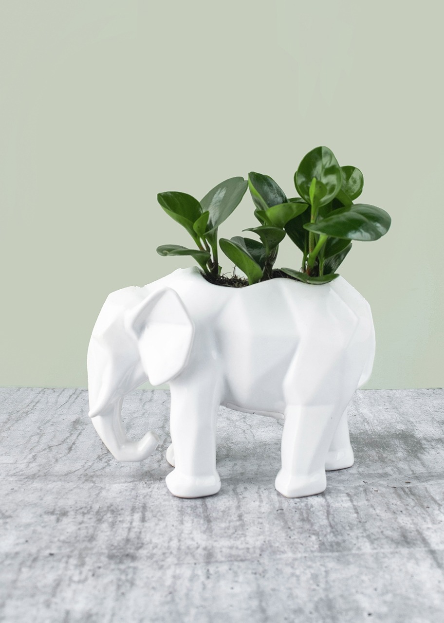 Imagen para Personaliza con Mini Foto Planta del Éxito en Elefante - 3