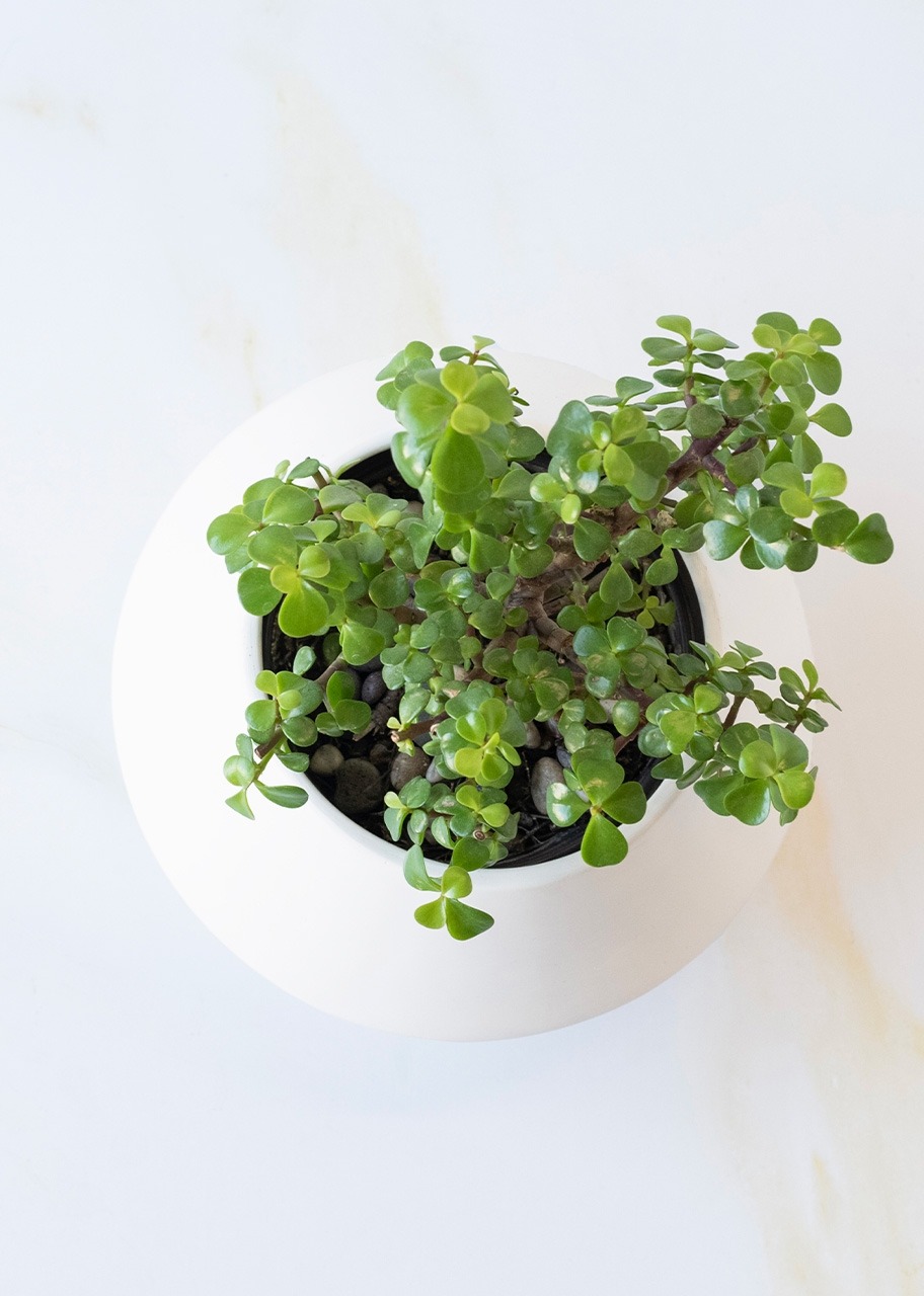 Imagen para Personaliza con Mini Foto con Árbol de la Abundancia - 3