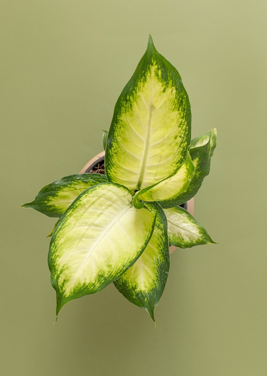 Imagen para Planta Reina Plateada en Maceta Beige - 3