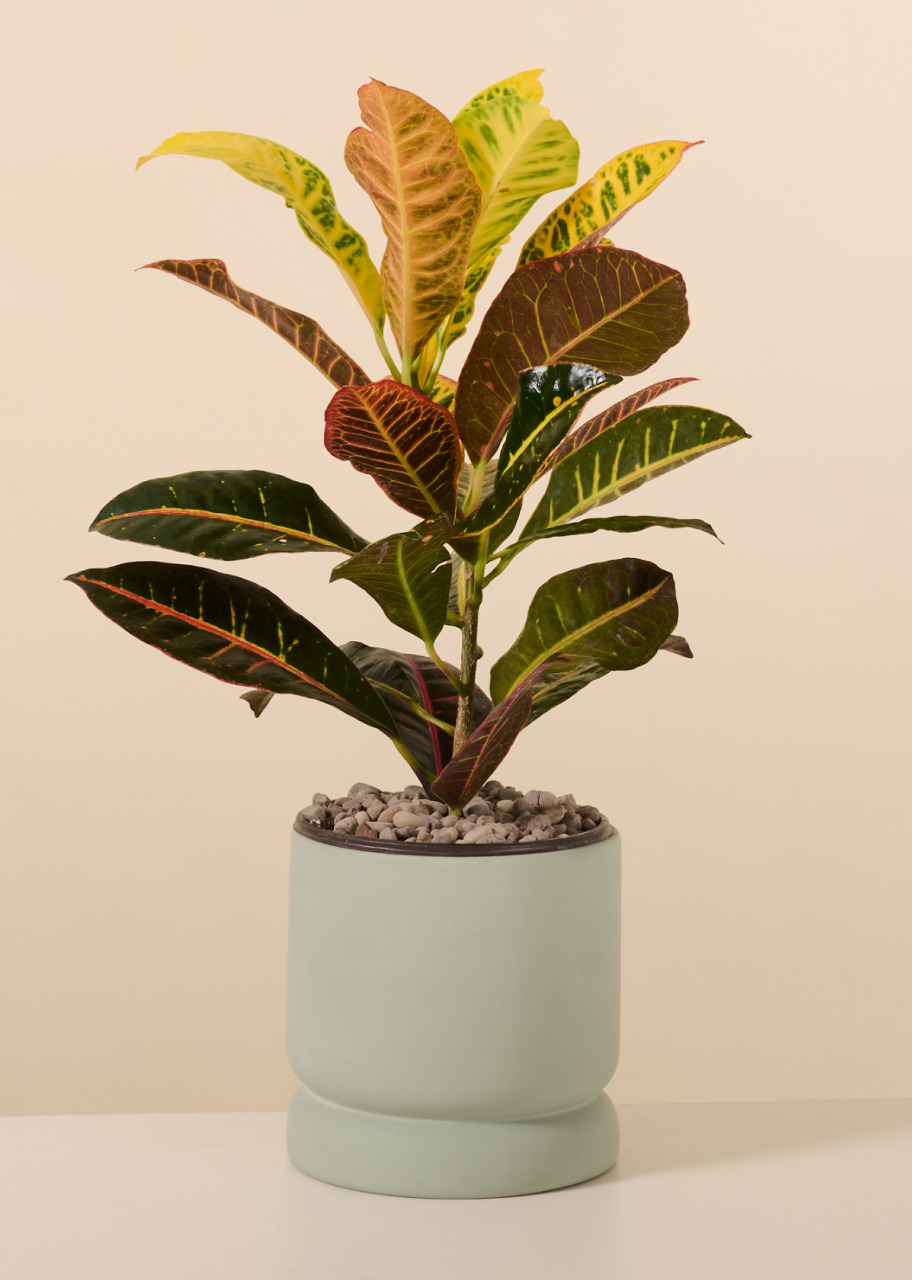 Imagen para Planta de la Buena Energía en Base Verde - 1