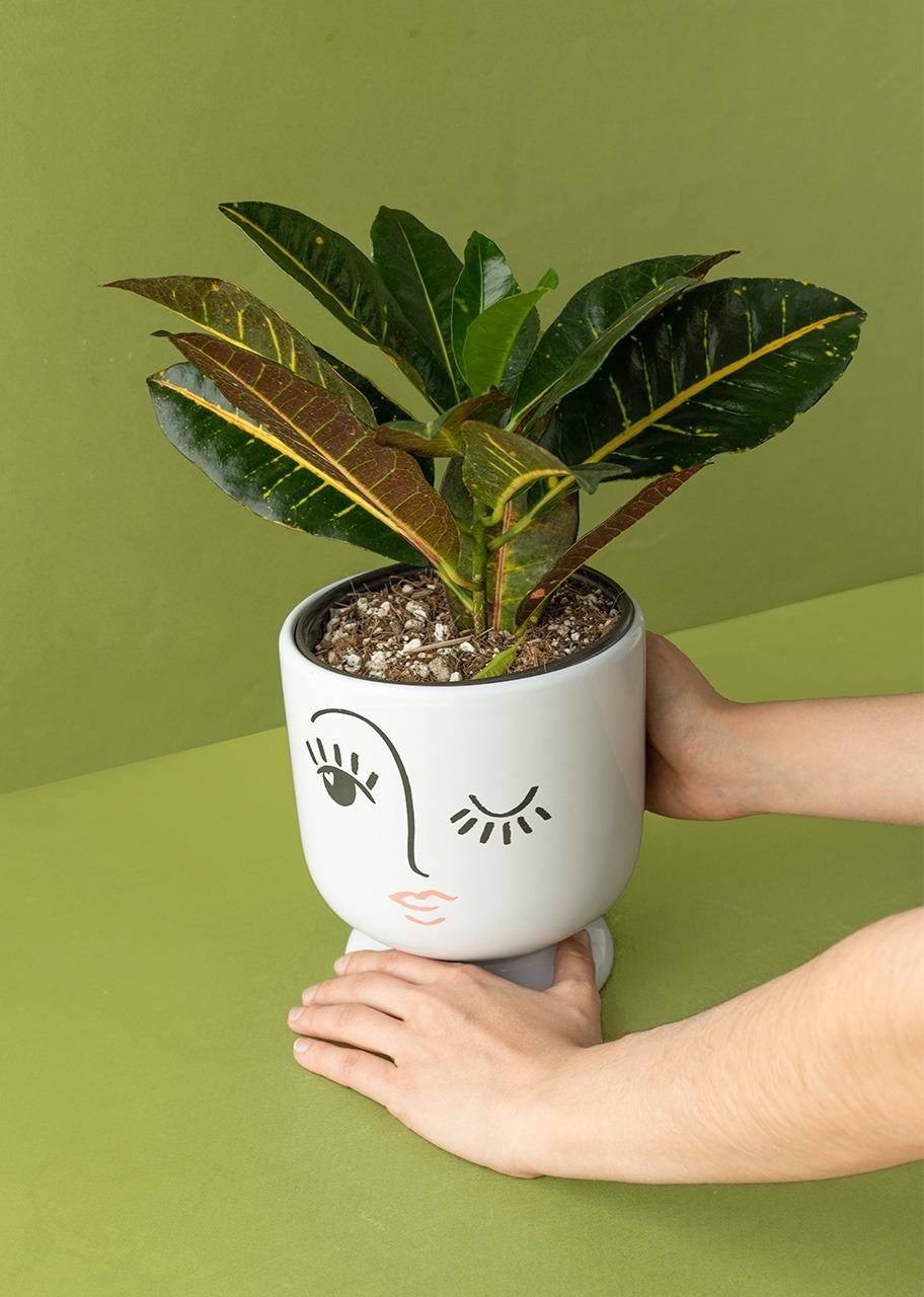 Imagen para Planta de la Buena Energía en Maceta de Cerámica - 3