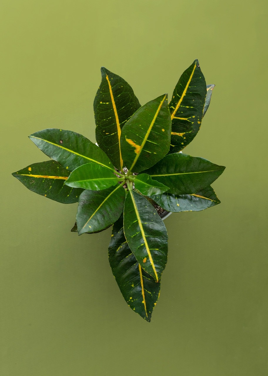 Imagen para Planta de la Buena Energía en Maceta de Cerámica - 2