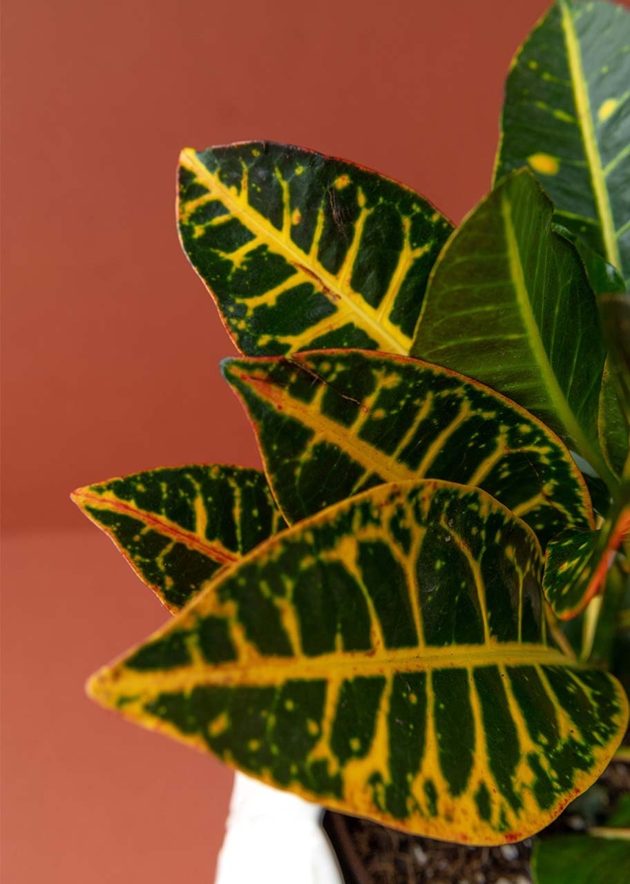 Imagen para Planta de la Buena Energía con Vela Círculo de Hadas - 4