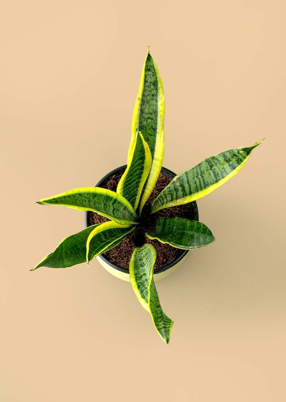 Imagen para Planta de la Motivación en Maceta Verde - 3