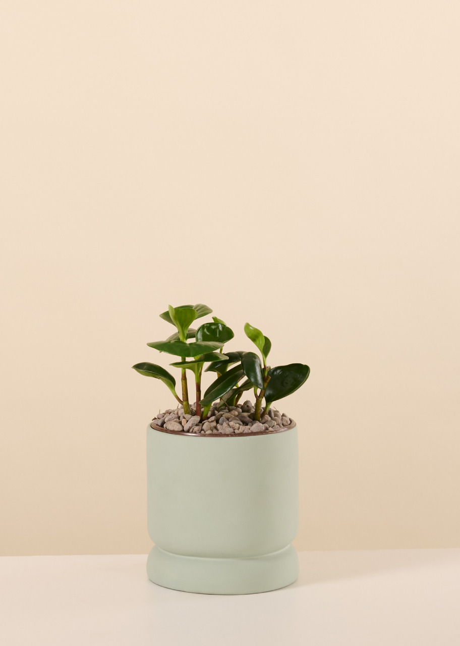Imagen para Planta del Exito en Base Verde - 1