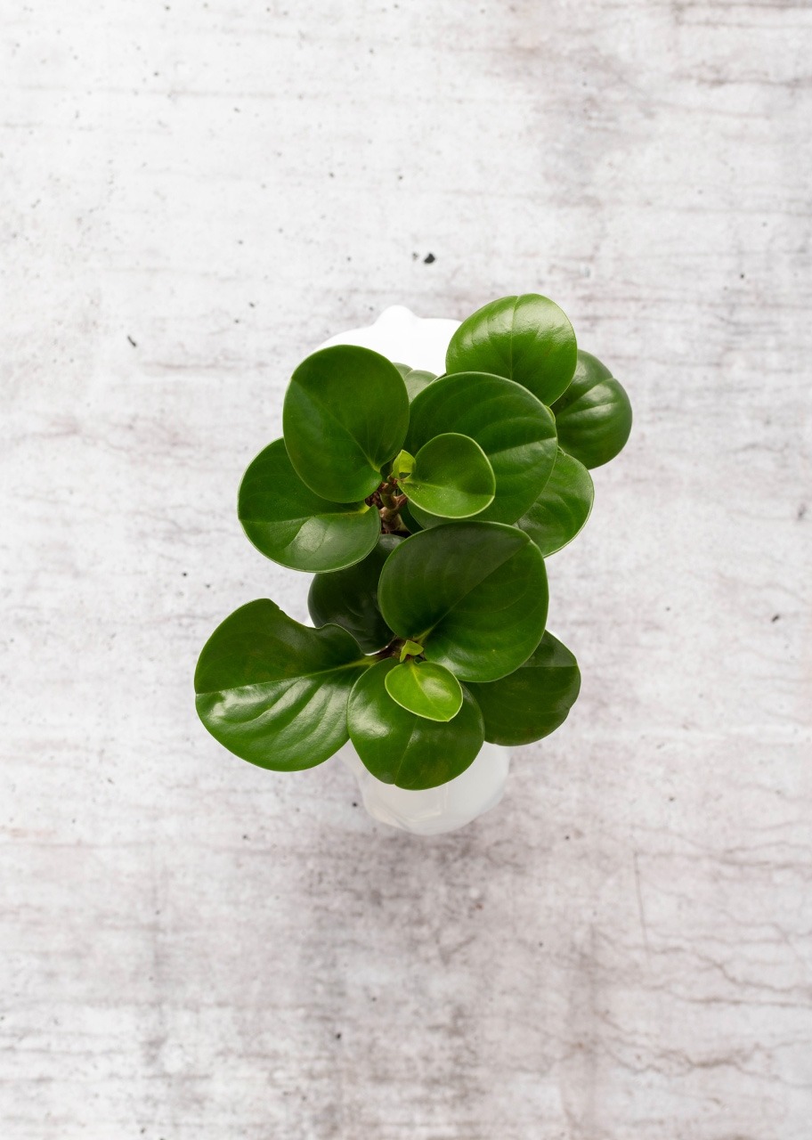 Imagen para Planta del Éxito en Maceta de Elefante - 2