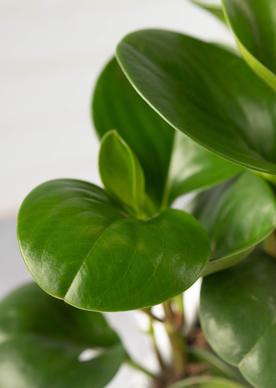 Imagen para Planta del Éxito en Maceta de Elefante - 4