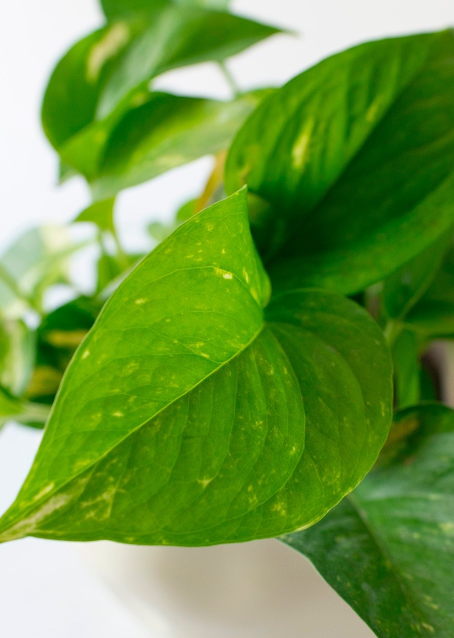 Imagen para Personaliza Marco Blanco con Planta Condolencias - 3