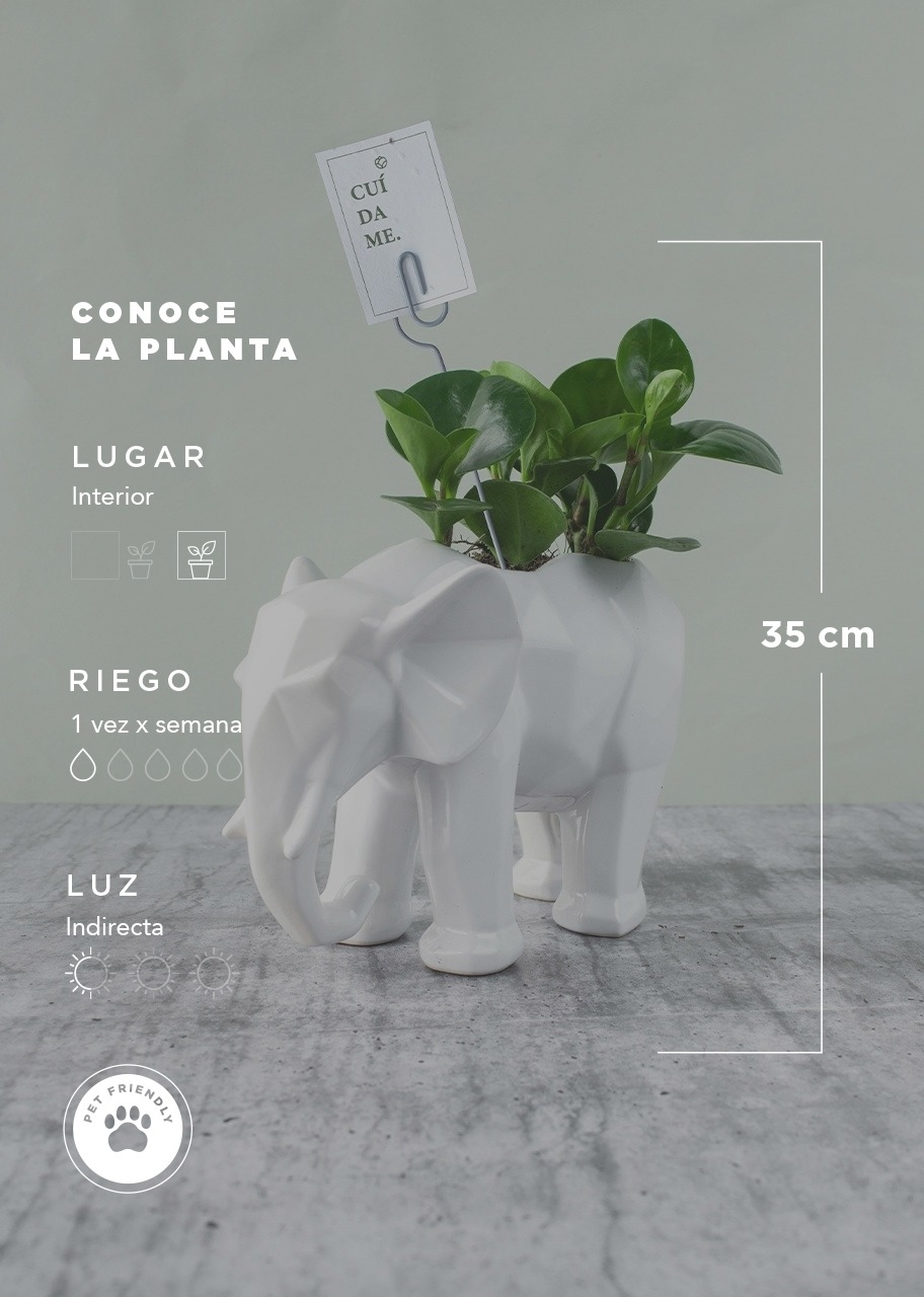 Imagen para Planta del Éxito en Maceta de Elefante - 5