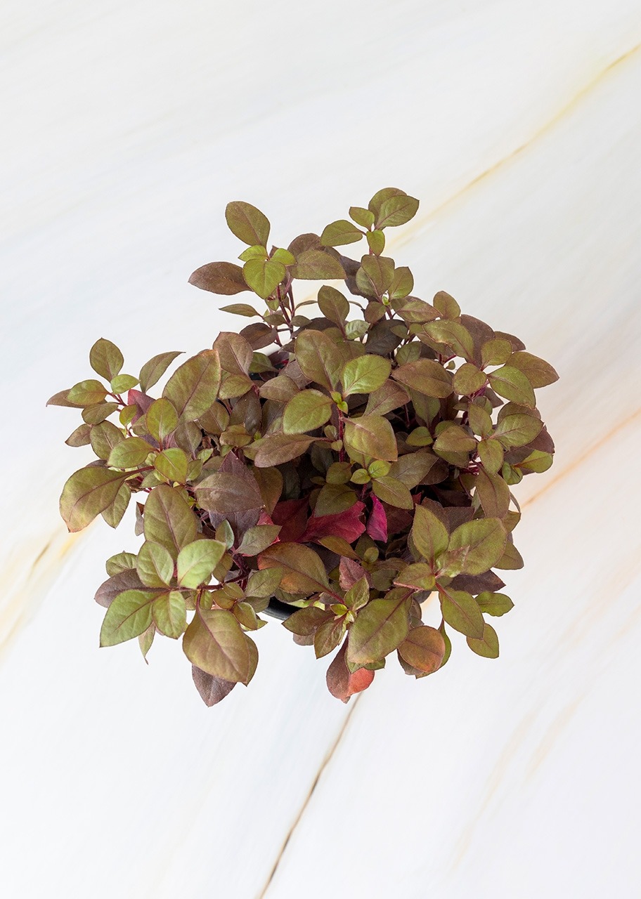 Imagen para Planta hoja de rubí en maceta de cerámica - 3