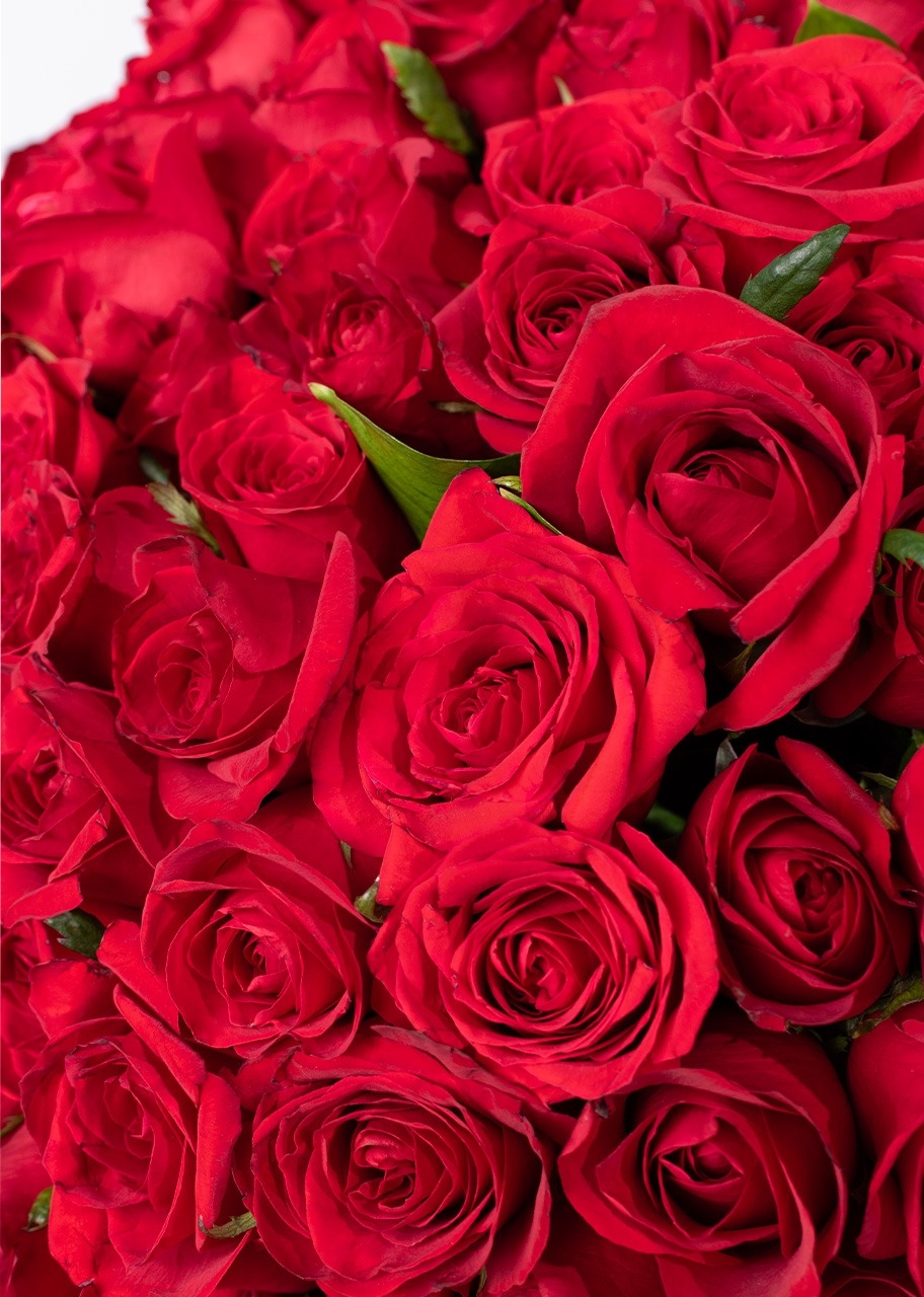 Imagen para Ramo con 100 rosas rojas enviaflores - 4
