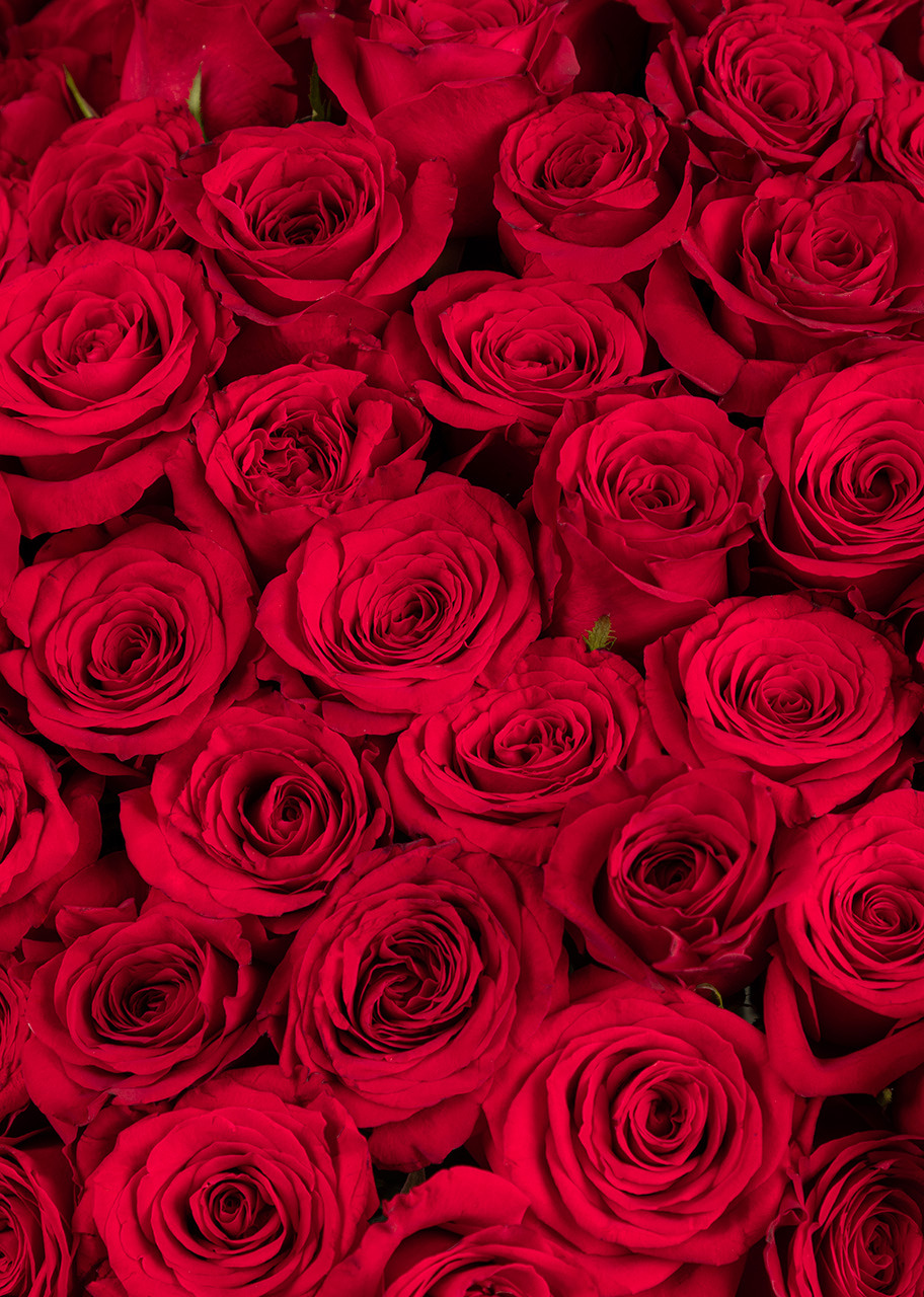 Imagen para Ramo con 150 Rosas Rojas Enviaflores - 4