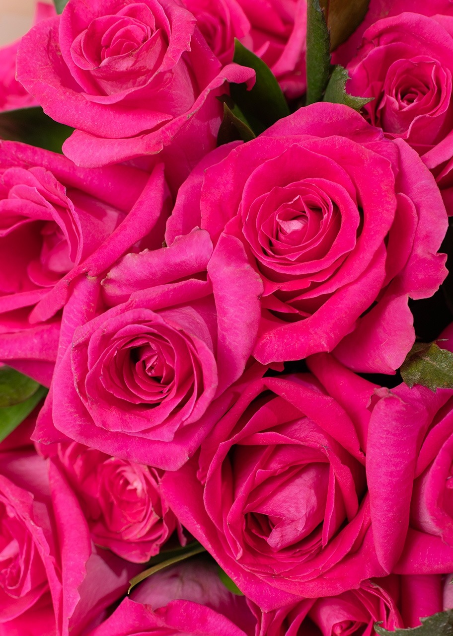 Imagen para Ramo de 50 Rosas Fucsia - 4