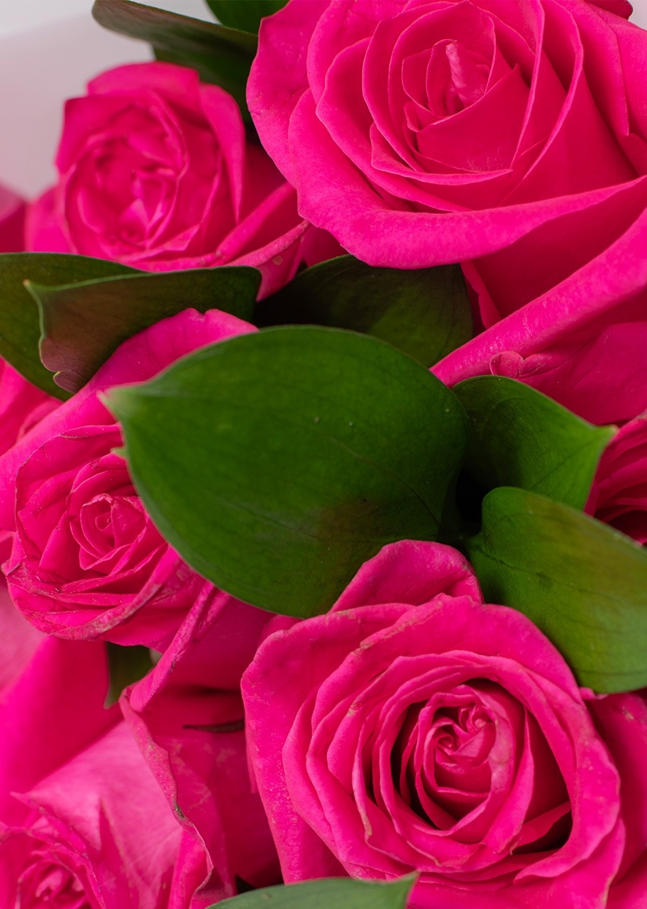 Imagen para Ramo de 24 Rosas Fucsia - 4
