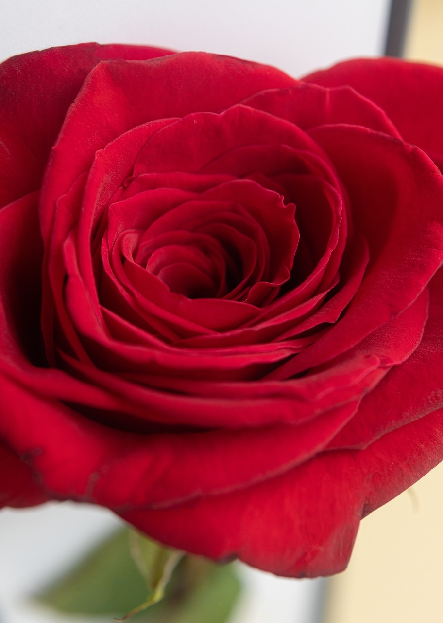 Imagen para Rosa Hermosa Roja en caja - 3