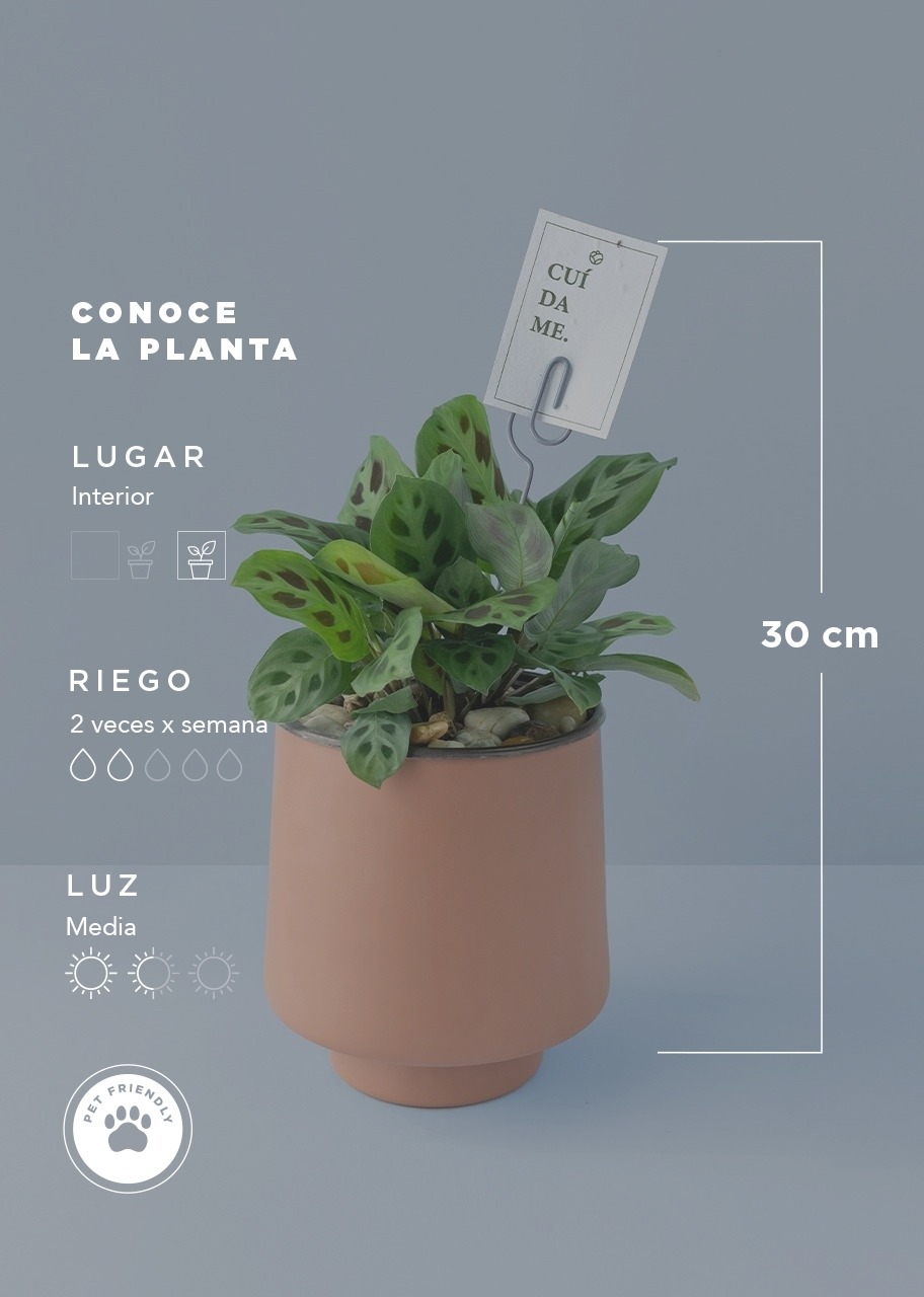 Imagen para Planta de la Oración en Maceta Naranja - 5