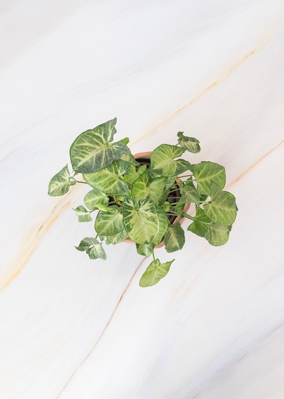 Imagen para Planta de la Pureza en Maceta Cerámica - 3