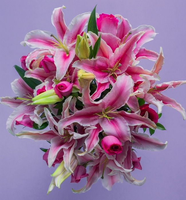 Suspiro de 12 Rosas y Stargazer