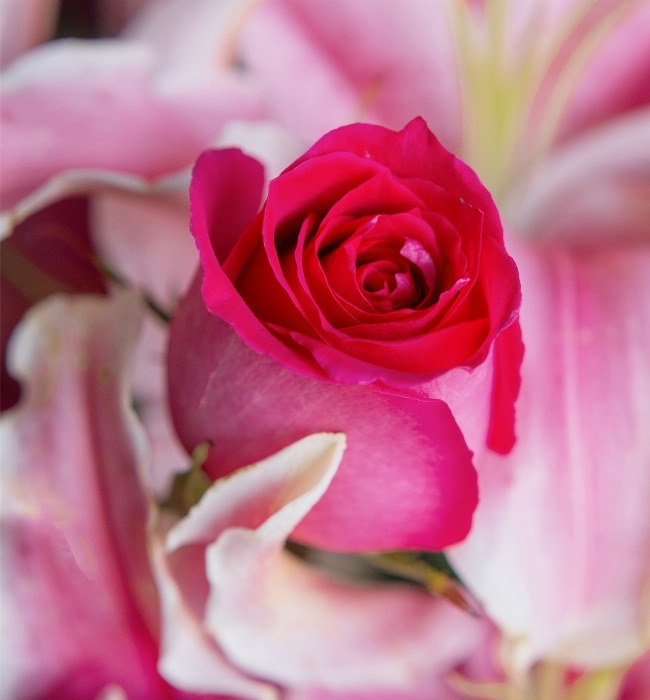 Suspiro de 12 Rosas y Stargazer