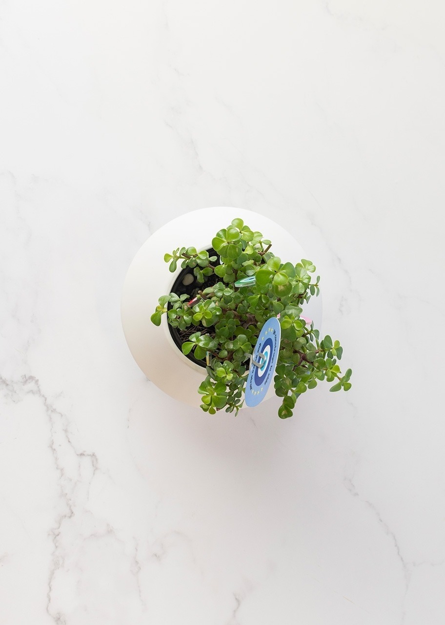 Imagen para Planta de la Buena Vibra - 5