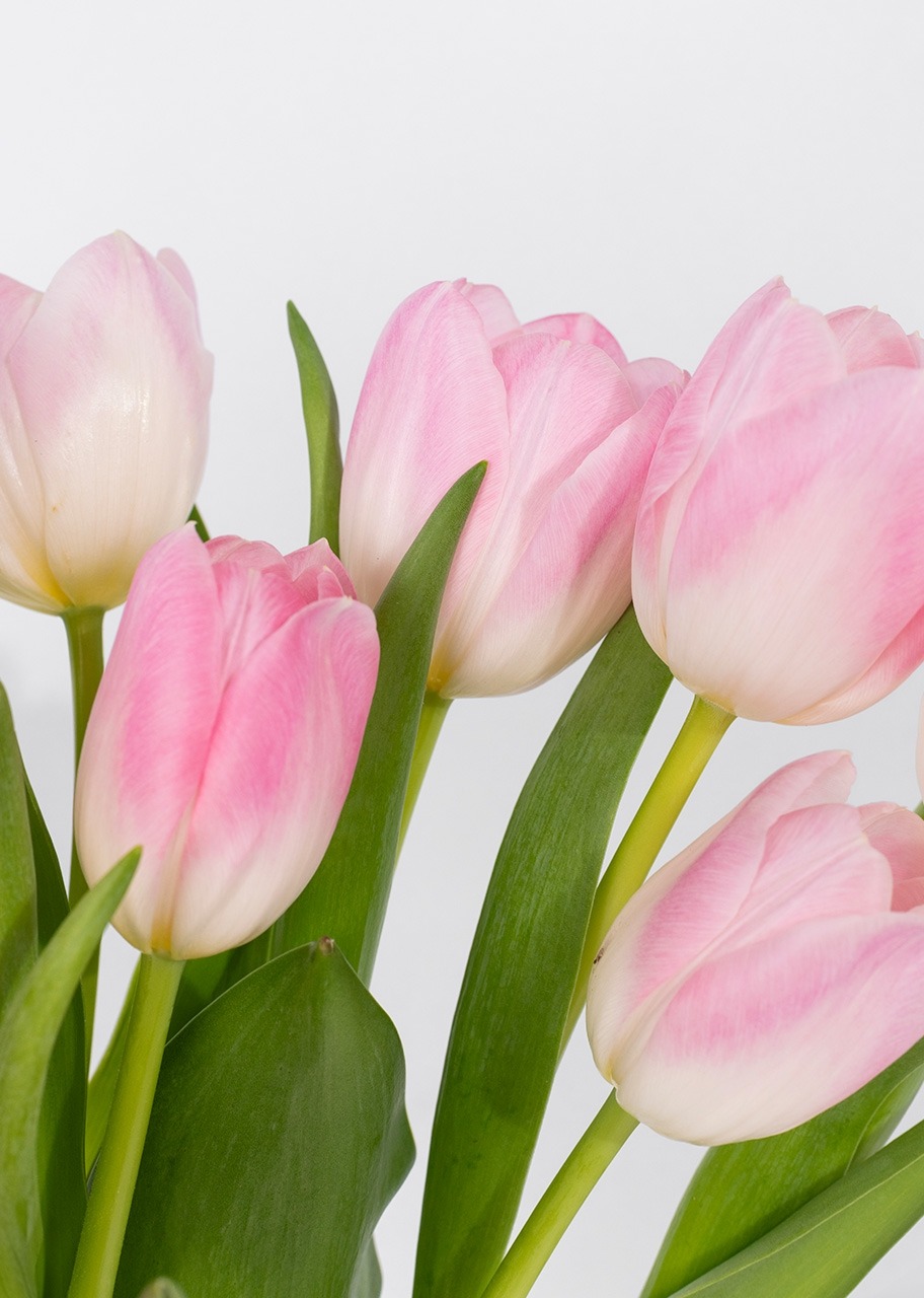 Imagen para 20 Tulipanes Rosa en Jarrón - 4