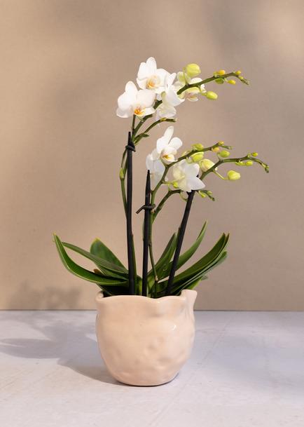 Mini orquídea blanca en maceta beige
