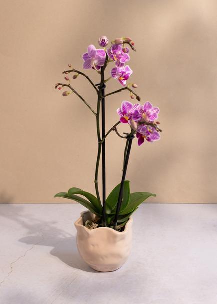 Mini orquídea morada en maceta beige