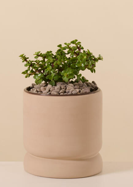 Arbol de la Abundancia en Base Cafe