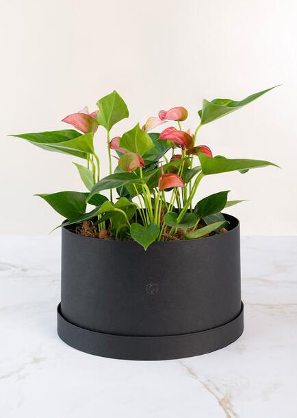 Mini Anturios en Caja