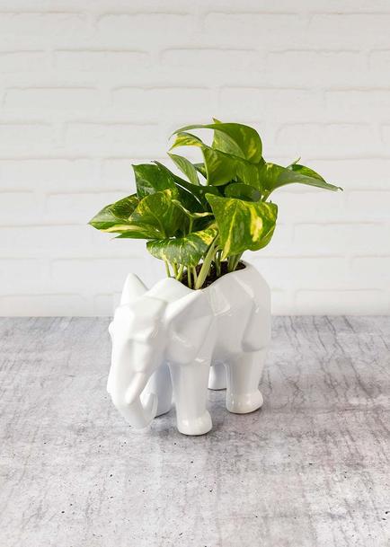 Planta de la Fortaleza en Maceta de Elefante