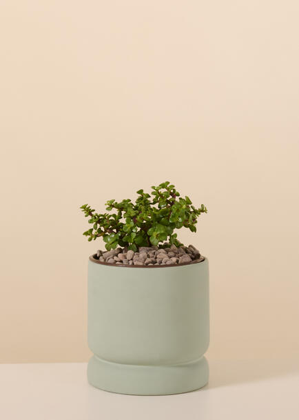 Arbol de la Abundancia en Base Verde